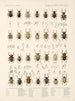 Insekten Käfer Pl 160 - Frederick Du Cane Godman — Ansicht des Kunstwerks