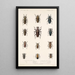 Insecta Coleoptera Pl 208 - Frederick DuCane Godman — gerahmtes Bild an der Wand