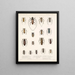 Insekten Käfer Pl 209 - Frederick Du Cane Godman — gerahmtes Bild an der Wand