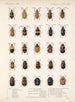 Insekten Käfer Pl 234 - Frederick Du Cane Godman — Ansicht des Kunstwerks