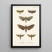 Insecta Lepidoptera Heterocera Pl 002 - Frederick DuCane Godman — gerahmtes Bild an der Wand
