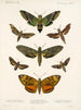 Insekten Lepidoptera Heterocera Pl 003 - Frederick Du Cane Godman — Ansicht des Kunstwerks