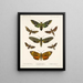 Insekten Lepidoptera Heterocera Pl 003 - Frederick Du Cane Godman — gerahmtes Bild an der Wand