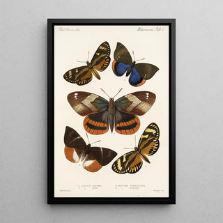 Frederick DuCane Godman - Insecta LepidopteraHeterocera Pl 004.webp