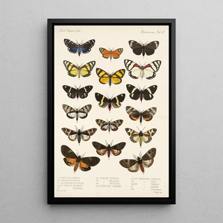 Frederick DuCane Godman - Insecta LepidopteraHeterocera Pl 011.webp