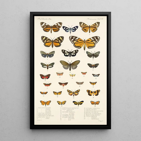 Frederick DuCane Godman - Insecta LepidopteraHeterocera Pl 012.webp