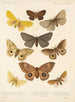 Insecta Lepidoptera Heterocera Pl 016 - Frederick DuCane Godman — Ansicht des Kunstwerks