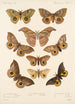 Insecta Lepidoptera Heterocera Pl 017 - Frederick DuCane Godman — Ansicht des Kunstwerks