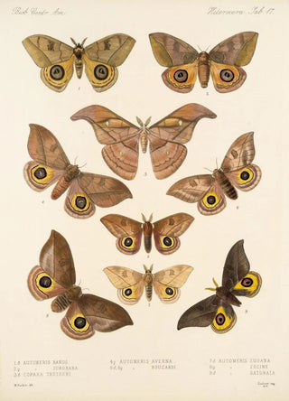 Frederick DuCane Godman - Insecta LepidopteraHeterocera Pl 017.webp