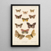 Insecta Lepidoptera Heterocera Pl 020 - Frederick DuCane Godman — gerahmtes Bild an der Wand