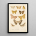 Insecta Lepidoptera Heterocera Pl 021 - Frederick DuCane Godman — gerahmtes Bild an der Wand