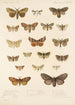 Insecta Lepidoptera Heterocera Pl 022 - Frederick DuCane Godman — Ansicht des Kunstwerks