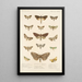 Insecta Lepidoptera Heterocera Pl 025 - Frederick DuCane Godman — gerahmtes Bild an der Wand