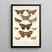 Insecta Lepidoptera Heterocera Pl 032 - Frederick DuCane Godman — gerahmtes Bild an der Wand