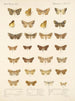 Insekten Lepidoptera Heterocera Pl 047 - Frederick Du Cane Godman — Ansicht des Kunstwerks