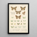 Insecta Lepidoptera Heterocera Pl 049 - Frederick DuCane Godman — gerahmtes Bild an der Wand