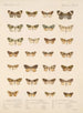 Insekten Lepidoptera Heterocera Pl 056 - Frederick Du Cane Godman — Ansicht des Kunstwerks