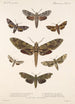 Insecta Lepidoptera Heterocera Pl 065 - Frederick DuCane Godman — Ansicht des Kunstwerks