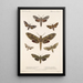 Insecta Lepidoptera Heterocera Pl 065 - Frederick DuCane Godman — gerahmtes Bild an der Wand