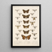 Insecta Lepidoptera Heterocera Pl 069 - Frederick DuCane Godman — gerahmtes Bild an der Wand