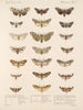 Insekten Lepidoptera Heterocera Pl 075 - Frederick Du Cane Godman — Ansicht des Kunstwerks