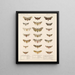 Insekten Lepidoptera Heterocera Pl 075 - Frederick Du Cane Godman — gerahmtes Bild an der Wand