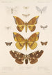 Insecta Lepidoptera Heterocera Pl 079 - Frederick DuCane Godman — Ansicht des Kunstwerks