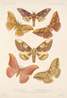 Insecta Lepidoptera Heterocera Pl 080 - Frederick DuCane Godman — Ansicht des Kunstwerks
