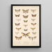 Insecta Lepidoptera Heterocera Pl 091 - Frederick DuCane Godman — gerahmtes Bild an der Wand