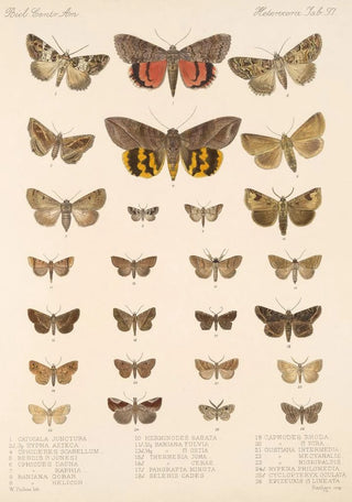Frederick DuCane Godman - Insecta LepidopteraHeterocera Pl 097.webp