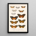 Insecta Lepidoptera Rhopalocera Pl 002 - Frederick DuCane Godman — gerahmtes Bild an der Wand