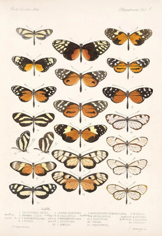 Frederick DuCane Godman - Insecta LepidopteraRhopalocera Pl 003.webp