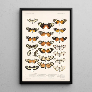 Frederick DuCane Godman - Insecta LepidopteraRhopalocera Pl 003.webp