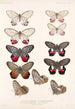 Insecta Lepidoptera Rhopalocera Pl 006 - Frederick DuCane Godman — Ansicht des Kunstwerks