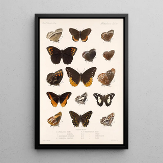 Frederick DuCane Godman - Insecta LepidopteraRhopalocera Pl 010.webp