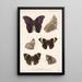 Insecta Lepidoptera Rhopalocera Pl 013 - Frederick DuCane Godman — gerahmtes Bild an der Wand
