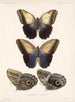 Insekten Lepidoptera Rhopalocera Pl 014 - Frederick Du Cane Godman — Ansicht des Kunstwerks
