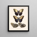 Insekten Lepidoptera Rhopalocera Pl 014 - Frederick Du Cane Godman — gerahmtes Bild an der Wand