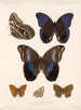 Insekten Lepidoptera Rhopalocères Pl 015 - Frederick Du Cane Godman — Ansicht des Kunstwerks