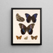 Insekten Lepidoptera Rhopalocères Pl 015 - Frederick Du Cane Godman — gerahmtes Bild an der Wand