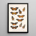 Insecta Lepidoptera Rhopalocera Pl 017 - Frederick DuCane Godman — gerahmtes Bild an der Wand