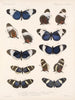 Insekten Lepidoptera Rhopalocera Pl 018 - Frederick Du Cane Godman — Ansicht des Kunstwerks