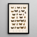 Insecta Lepidoptera Rhopalocera Pl 022 - Frederick DuCane Godman — gerahmtes Bild an der Wand