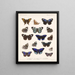 Insekten Lepidoptera Rhopalocera Pl 023 - Frederick Du Cane Godman — gerahmtes Bild an der Wand