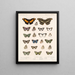 Insekten Lepidoptera Rhopalocera Pl 025 - Frederick Du Cane Godman — gerahmtes Bild an der Wand