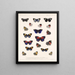 Insekten Lepidoptera Rhopalocera Pl 026 - Frederick Du Cane Godman — gerahmtes Bild an der Wand
