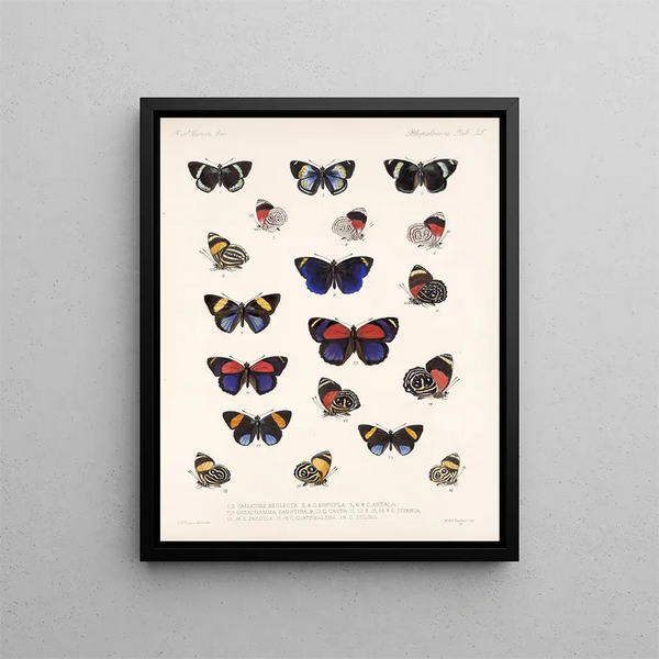 Insekten Lepidoptera Rhopalocera Pl 026 - Frederick Du Cane Godman — gerahmtes Bild an der Wand