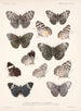 Insekten Lepidoptera Rhopalocera Pl 027 - Frederick Du Cane Godman — Ansicht des Kunstwerks