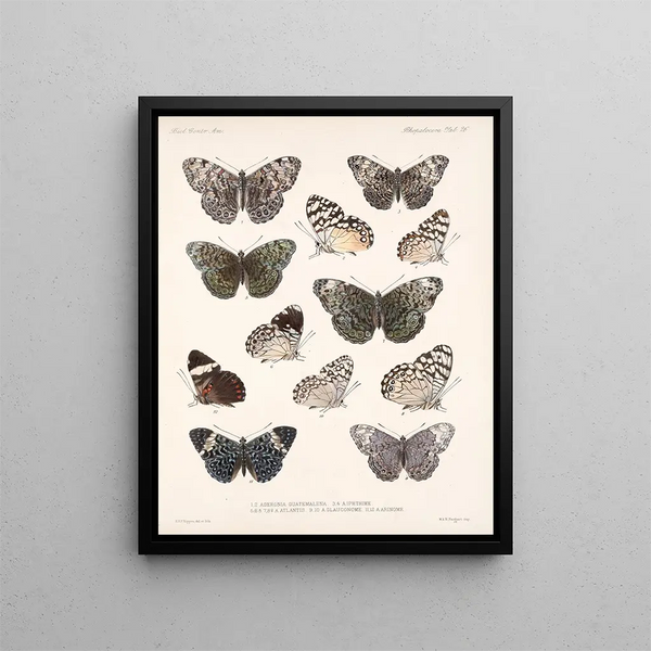 Insekten Lepidoptera Rhopalocera Pl 027 - Frederick Du Cane Godman — gerahmtes Bild an der Wand