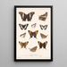 Insecta Lepidoptera Rhopalocera Pl 028 - Frederick DuCane Godman — gerahmtes Bild an der Wand
